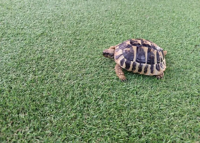 Przystan Daire MaryLin